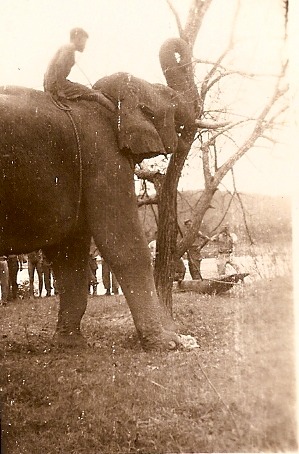 Elephants Clearing Camp Landis