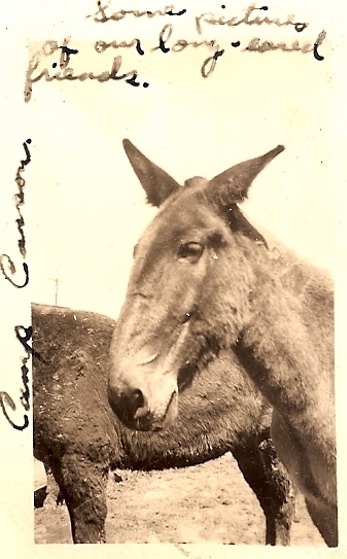 Mules E