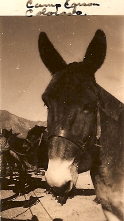 Mules F